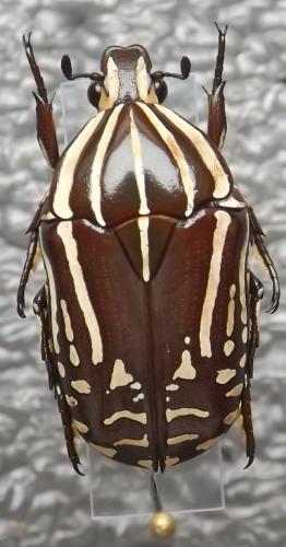 Réf. 211 030 : Rhabdotis bouchardi